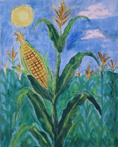 The maize field